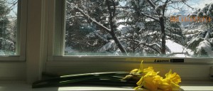 Window View with Flowers